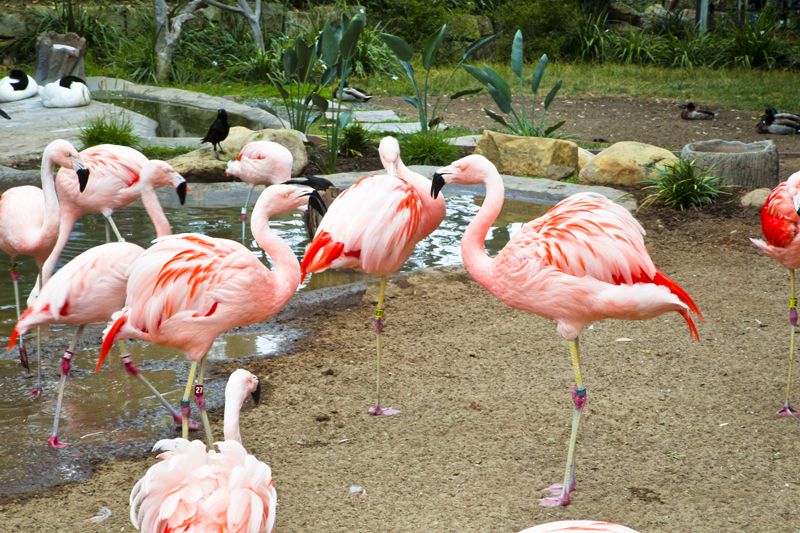 Santa Barbara Zoo 003 Chilean Flamingos