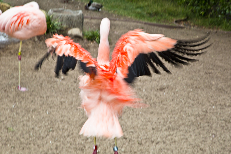 Santa Barbara Zoo 004 Chilean Flamingos