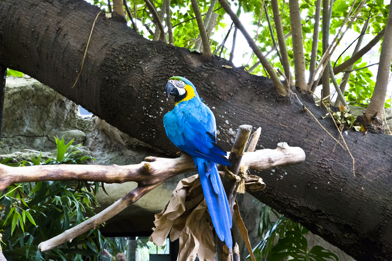 Santa Barbara Zoo 007 Blue and Yellow Macaw Parrot