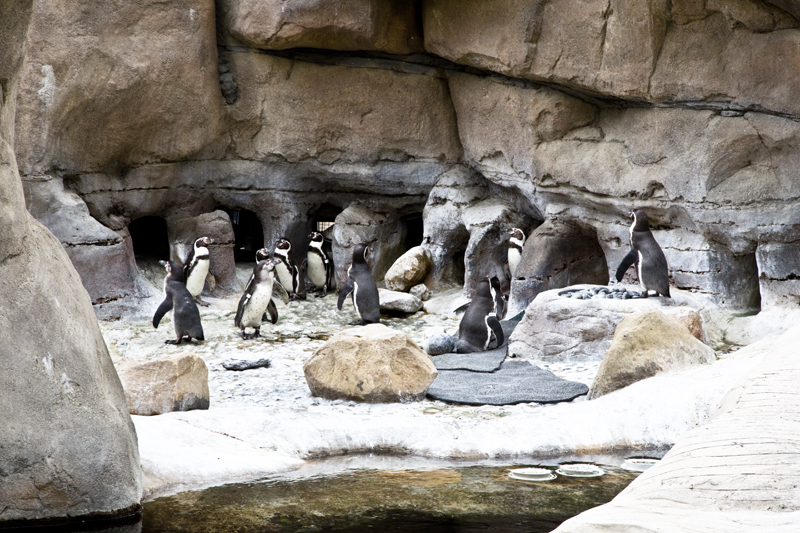 Santa Barbara Zoo 008 Humboldt Penguins